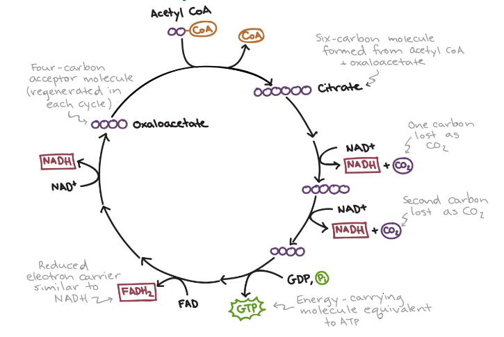 <p>Acetyl coA (2-c -CoA) attached to oxaloacetate (4-c) <br>CoA released and attached to another Pyruvate, 6-C citrate created<br>Nad is reduced to NADH and 6-c loses one carbon to CO2 gass<br>Nad reduced agan and Co2 released again<br>4-c reduces, Nad, Fad and GDP no Co2 made<br>4-c reused to make citrate<br>Total: 2 co2 released 3 Nadh, 1 Fadh and 1 ATP made (plus one oxaloacetate)</p>