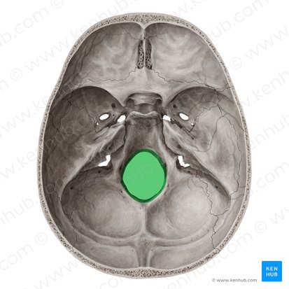 <p>Foramen _______</p>