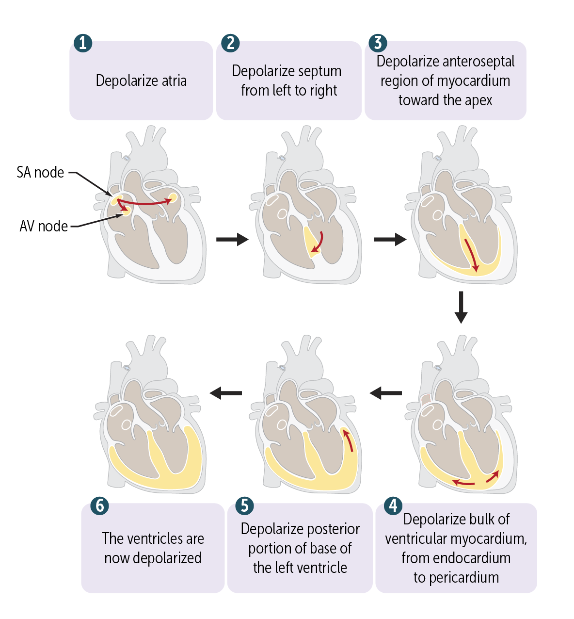 <p>The signal from the SA to the RA is conducted the LA through Bachmann’s bundle, a specialized myocyte conduction pathway. It cannot go directly to the ventricles, since they are “walled off” from the atria by fibrous, nonconducting connective tissue. Instead, the signal is routed to the gatekeeper, the atrioventricular (AV) node. </p>