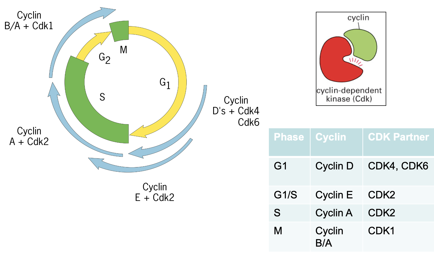 <p>Controlled by specific cyclin/cdk molecules</p><ul><li><p>G1: Cyclin D with CDK4/CDK6 - expressed late in G1</p></li><li><p>G1/S: Cyclin E with CDK2</p><ul><li><p>swaps cyclin partners</p></li></ul></li><li><p>S: Cyclin A with CDK2</p></li><li><p>M: Cyclin B/A with CDK1</p></li></ul><p></p>