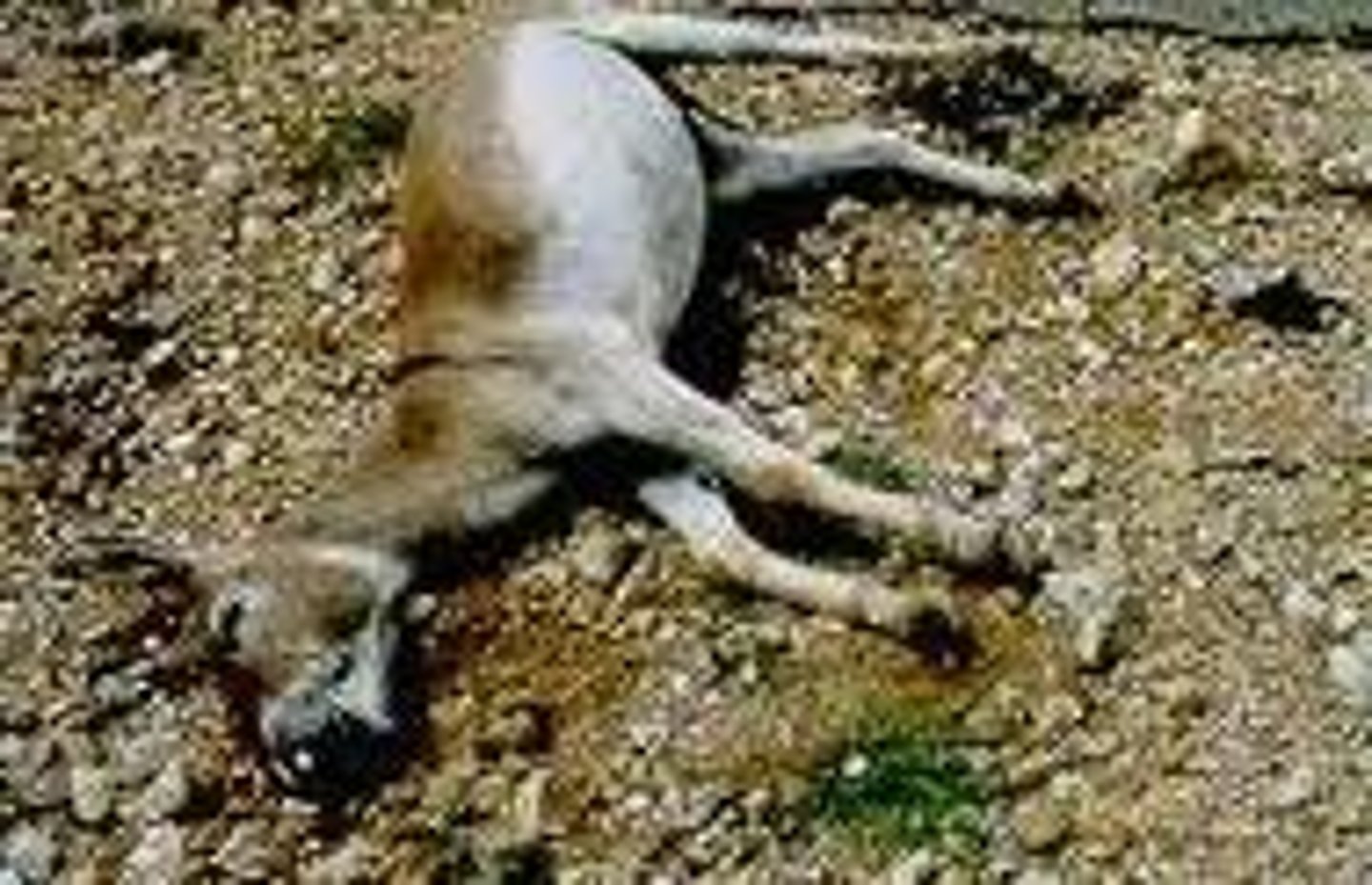 <p>(adj.) dying, on the way out</p><p>SYN: obsolescent</p><p>ANT: thriving</p>