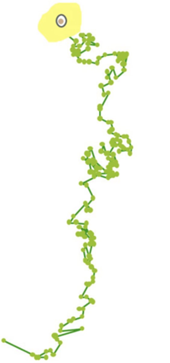 <p>- experiment: growth factor is added to one end of culture dish to attract cells. </p><p>- each point represents an electronically plotted 10 min time interval. </p><p>**these cellular movements are critical to the formation of new blood vessels in cancer cells</p>
