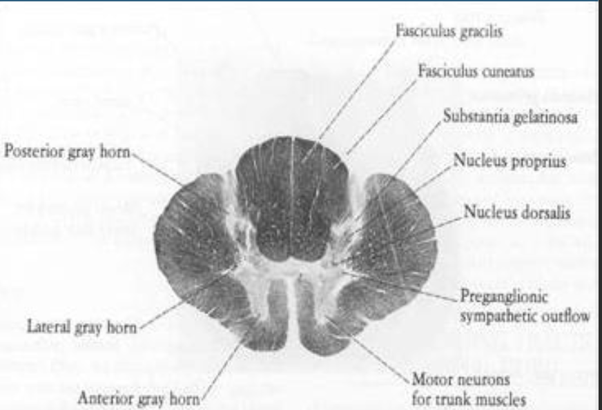 <p>De qué región medular  es este corte?</p>