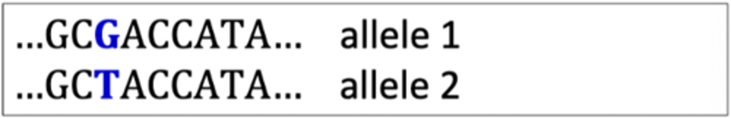 <p>- SNPs are bi-allelic (two alternative alleles)</p><p>- a SNP genotype is the combination of two alleles at one locus for one individual: GG (homozygous), TT (homozygous), or GT (heterozygous)</p><p>- three possible genotypes for bi-allelic SNP</p>