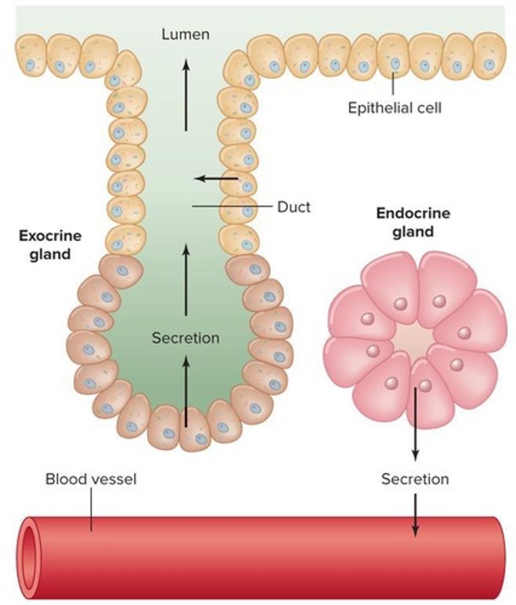 <p>1. glands - ductless</p><p>- not anatomically connected to the target site</p><p>2. hormones - several classes with differing characteristics</p><p>3. target organs - contain hormone specific receptors</p><p>- hormone-receptor complex initiates steps that produce biological effects</p>