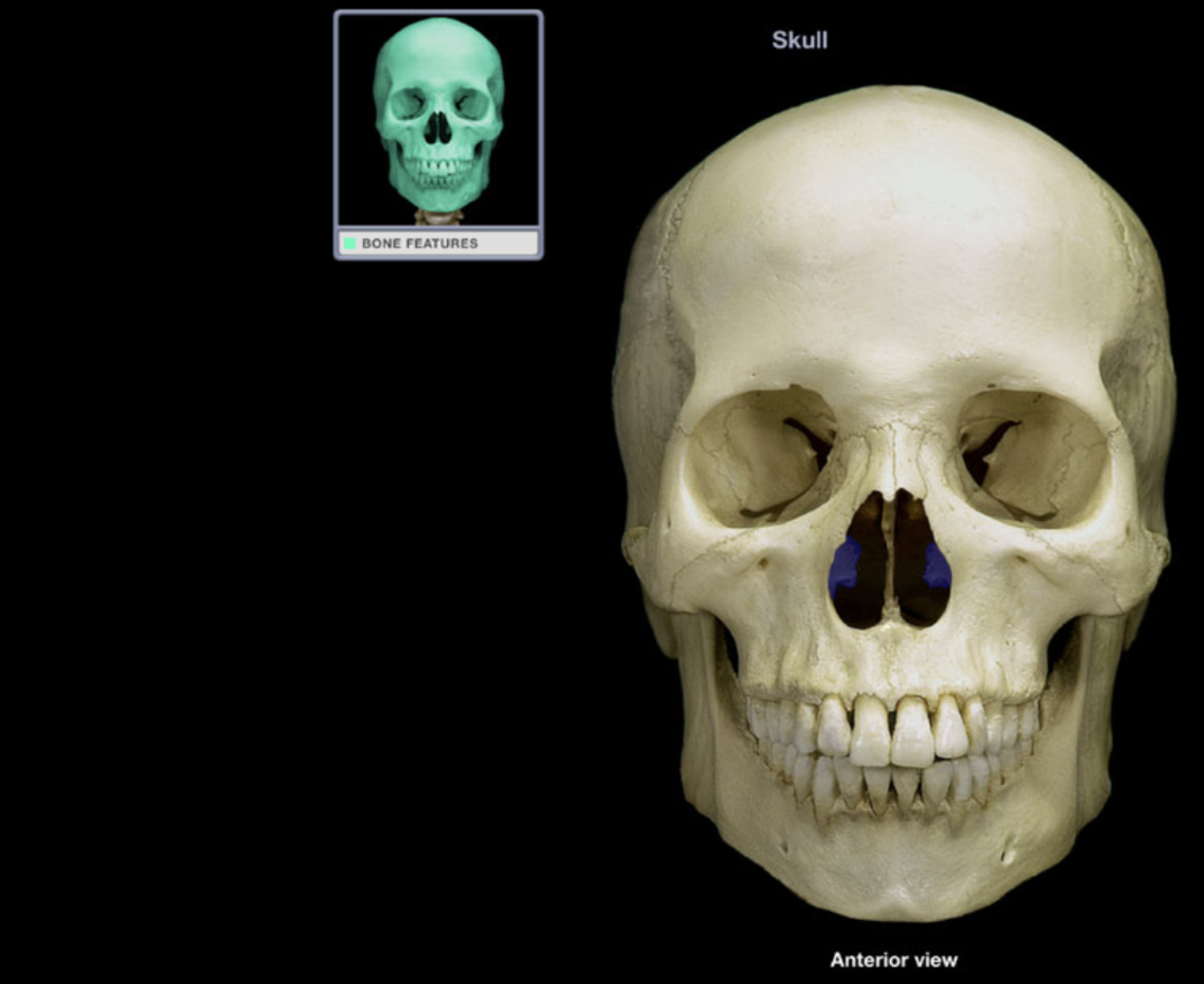 <p>Inferior nasal concha</p>