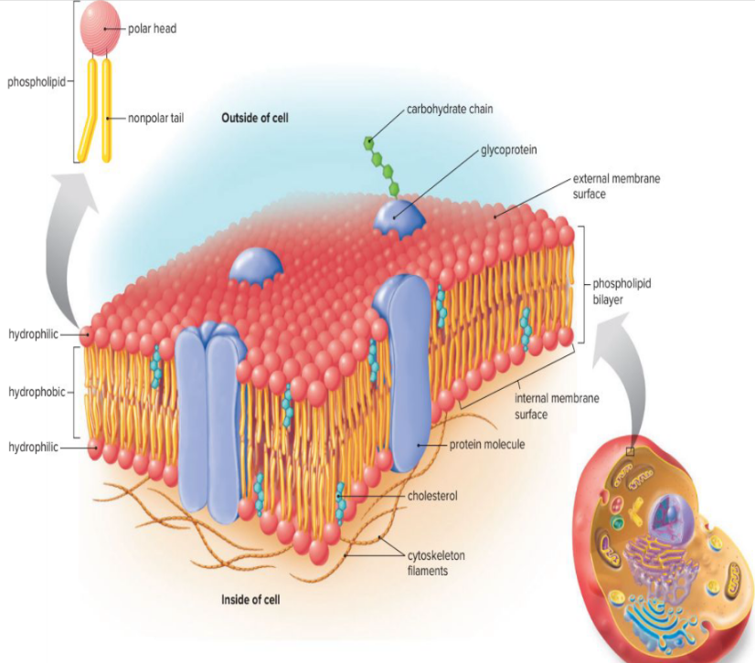 <ul><li><p>In all cells, the plasma membrane consists of a phospholipid bilayer with numerous proteins embedded in it.</p></li><li><p>Cholesterol provides support</p></li></ul>