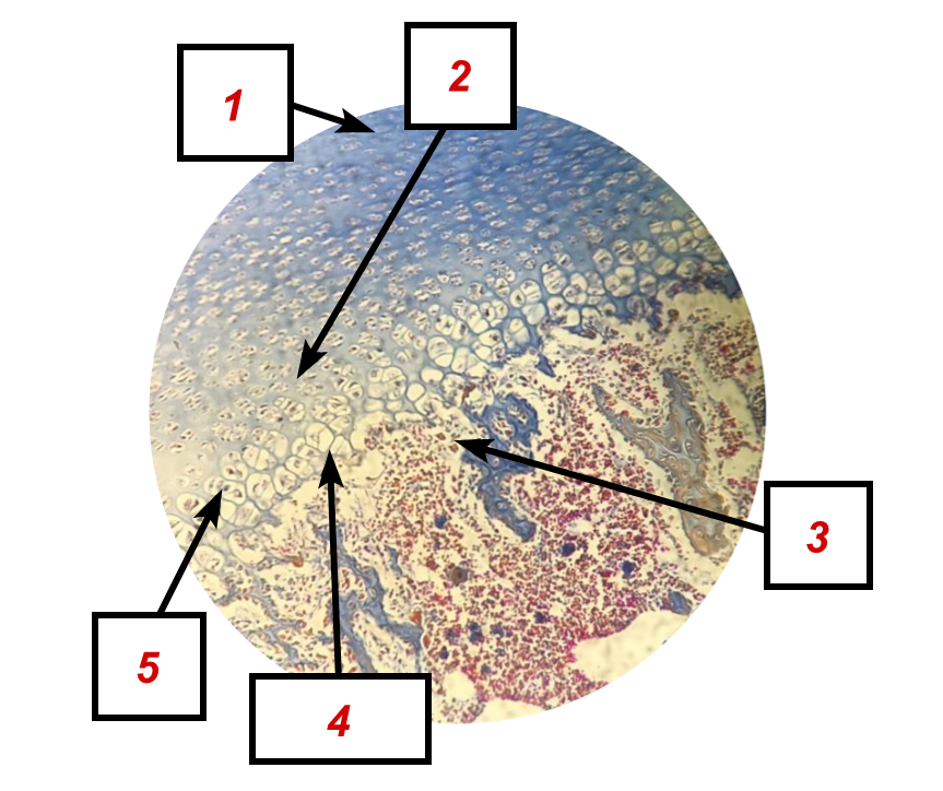 <p>Identifique as <strong>ESTRUTURAS</strong> indicadas na lâmina.</p>