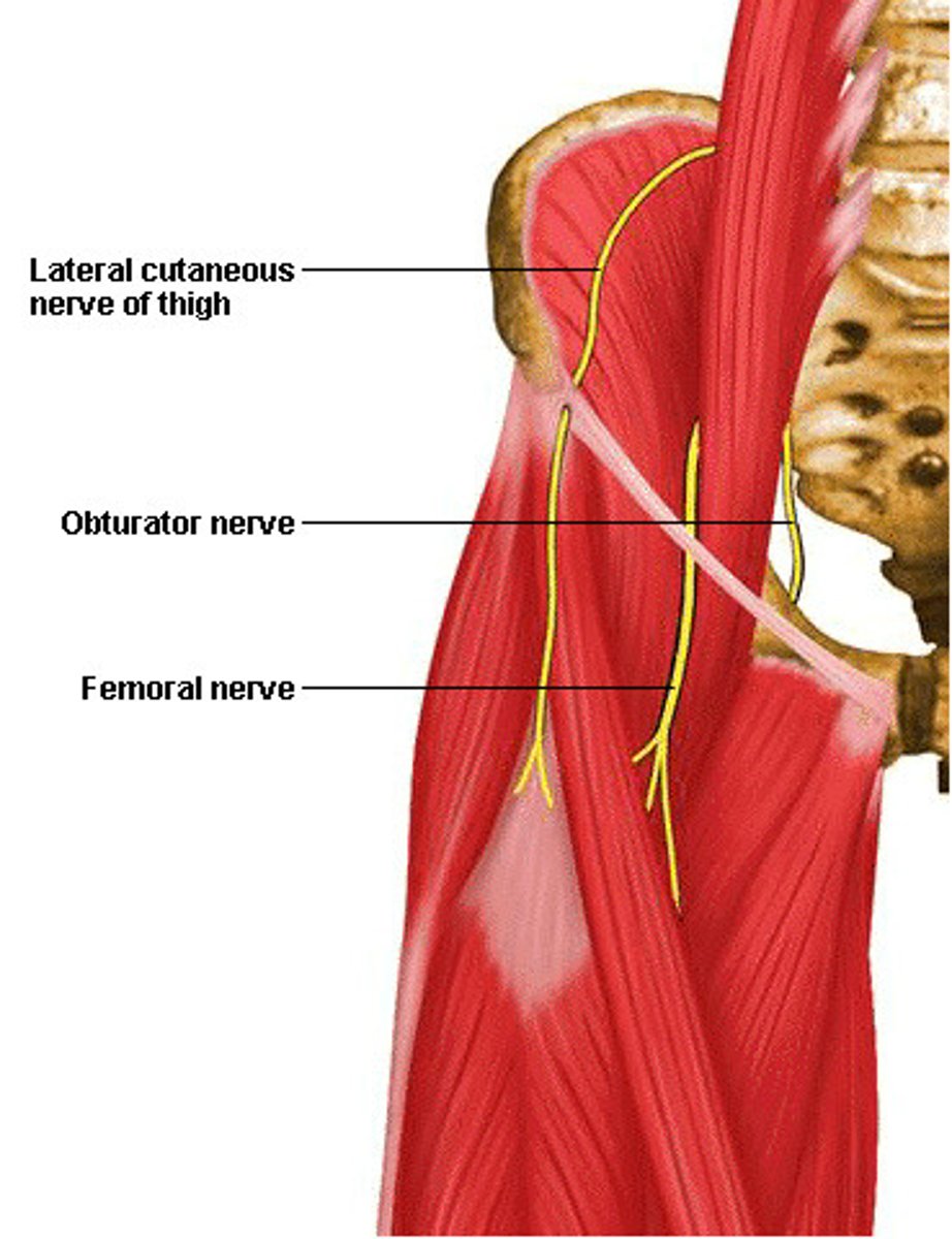 <p>femoral nerve (L2-4)</p>