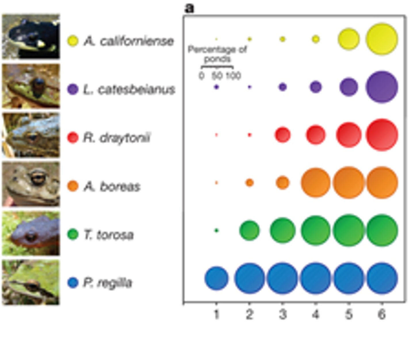<p>The number of different type of species</p>