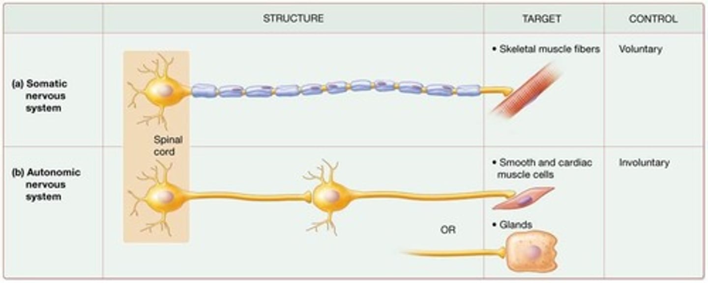 <p>Controls voluntary functions, has afferent and efferent neurons, and efferent neurons innervate skeletal muscles</p>