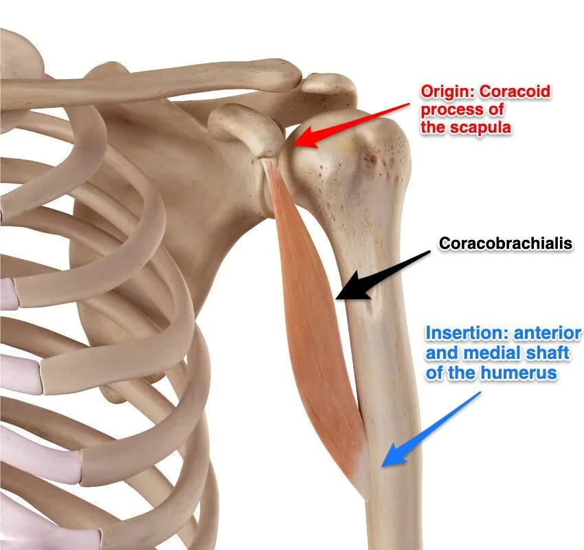 <p>Flexes/adducts humerus; located in the upper arm from scapula.</p>