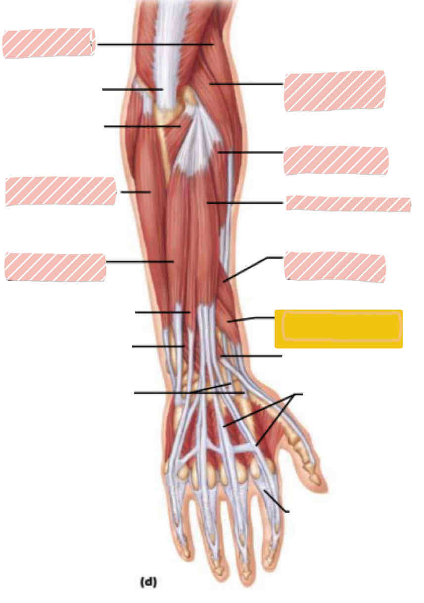 <p><span>Posterior arm</span></p>