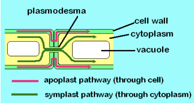 <p>channels (to adjacent cells that pass through the cell wall) used to transport nutrients, biochemicals, plasma membrane, cytosol, or section of ER.</p><p>connect protoplast to create symplast</p><p>can be singular or in clusters called primary pit fields</p>