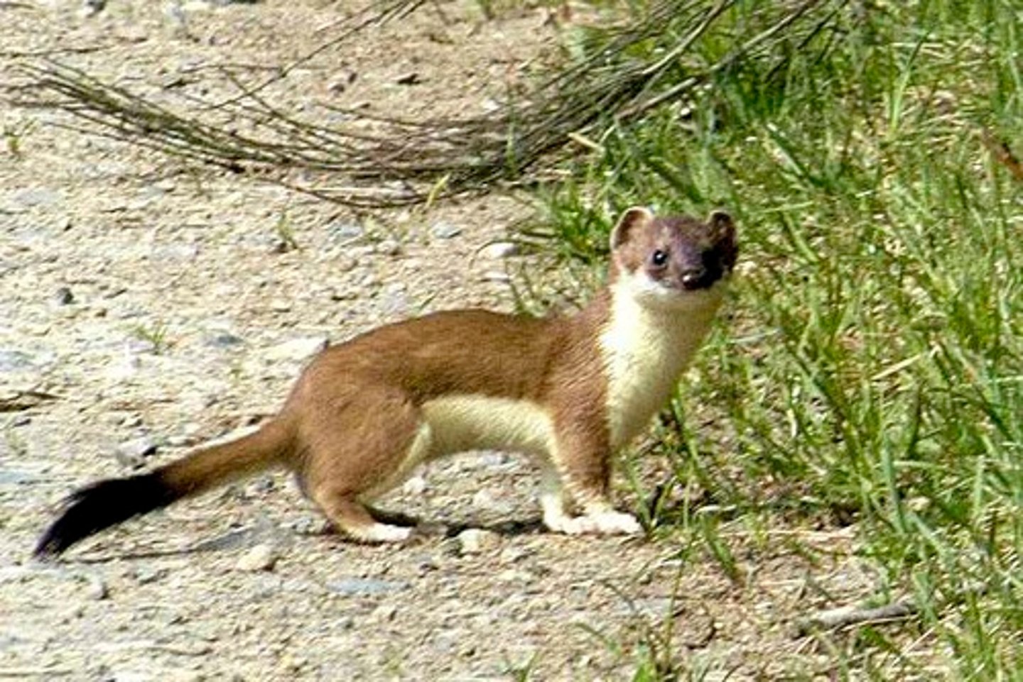 <p>Short tailed weasel</p>