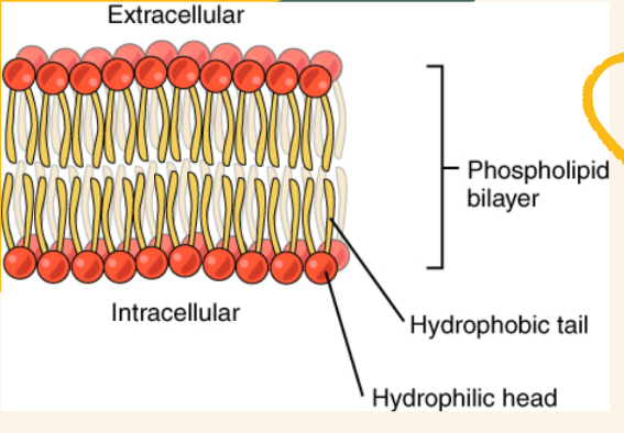 <ul><li><p>a major component of cell membrane</p></li><li><p>2 fatty acids + 1 phosphate group</p></li><li><p>responsible for the polar and non-polar characteristics of cell membrane</p></li></ul>