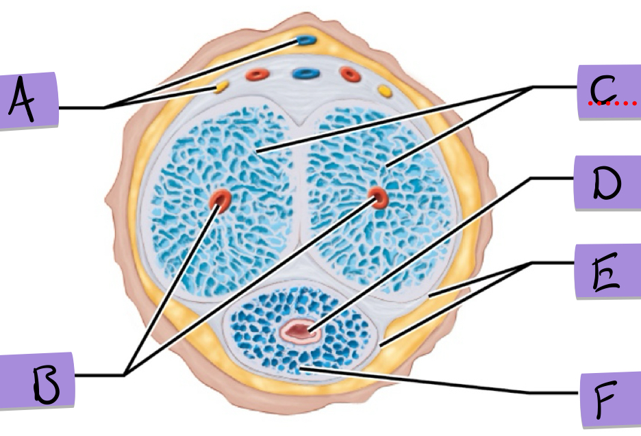 <p>dorsal neuro-vsculature</p>