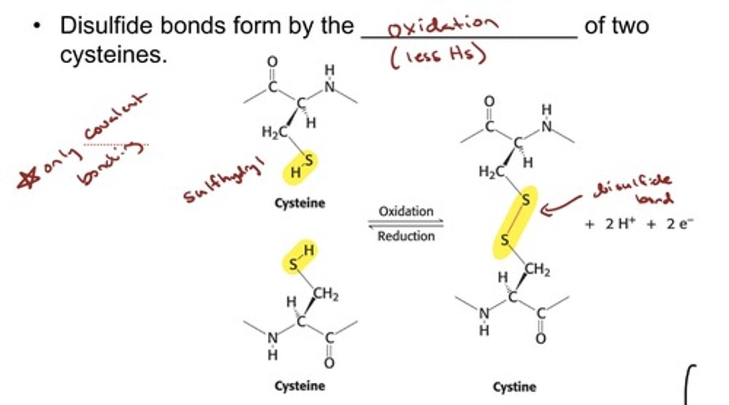 <p>• In some proteins, the polypeptide chain can be cross-</p><p>linked by disulfide bonds.</p><p>• Disulfide bonds form by the oxidation of two</p><p>cysteines</p>