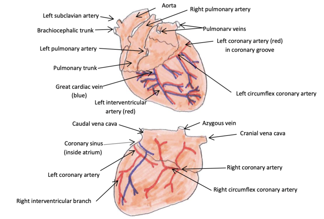 <p>smaller vessel which arises from the right aortic sinus and passes between right auricle and pulmonary trunk to reach the coronary groove where it runs round to the right side of the heart and ends in the right interventricular groove or peters out in carnivores and ruminants</p>
