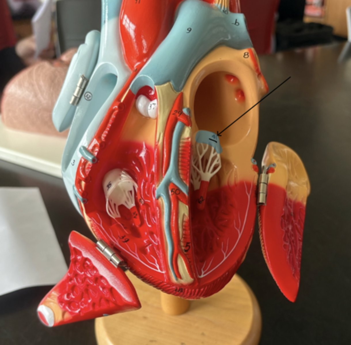 knowt flashcard image