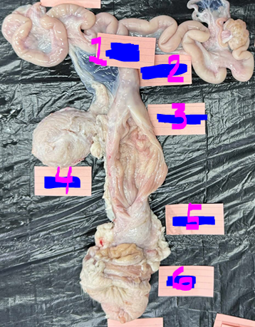 <p>Give the specific name of the part of the organ labelled #4 and the specie it came from</p>