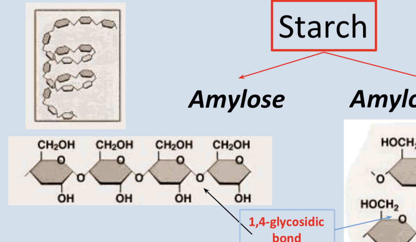 <p>Amylose is a polysaccharide component of starch. It is unbranched and coiled</p><ul><li><p>Unbranched polymer</p></li><li><p>Glucose monomers joint by 1,4-glycosidic bonds.</p></li><li><p>helical structure - spiral (more compact)</p></li><li><p>200-5000 glucose monomers.</p></li><li><p>Glucose released by enzyme action at both ends of polymer (slower)</p></li></ul>