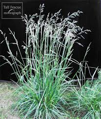 <p><span>Cool-season grass with fine-textured, green leaves. Used for lawns, erosion control, and ornamental purposes.</span></p>