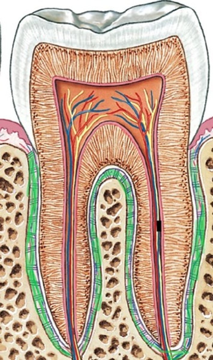 <p>ID the Ligament Highlighted in Green</p>