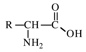 <p>amino acid with R group = CH3</p>