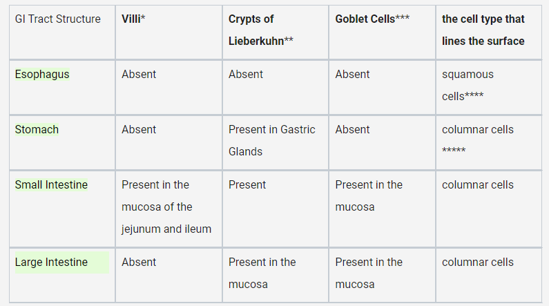 <ul><li><p>The esophagus lacks villi, crypts of Lieberkuhn, and goblet cells, and has squamous cells lining its surface</p></li><li><p>the stomach has gastric glands that produce gastric acid</p></li><li><p>the small intestine has villi, crypts of Lieberkuhn, and goblet cells for nutrient absorption</p></li><li><p>the large intestine has crypts of Lieberkuhn and goblet cells for water absorption.</p></li></ul>