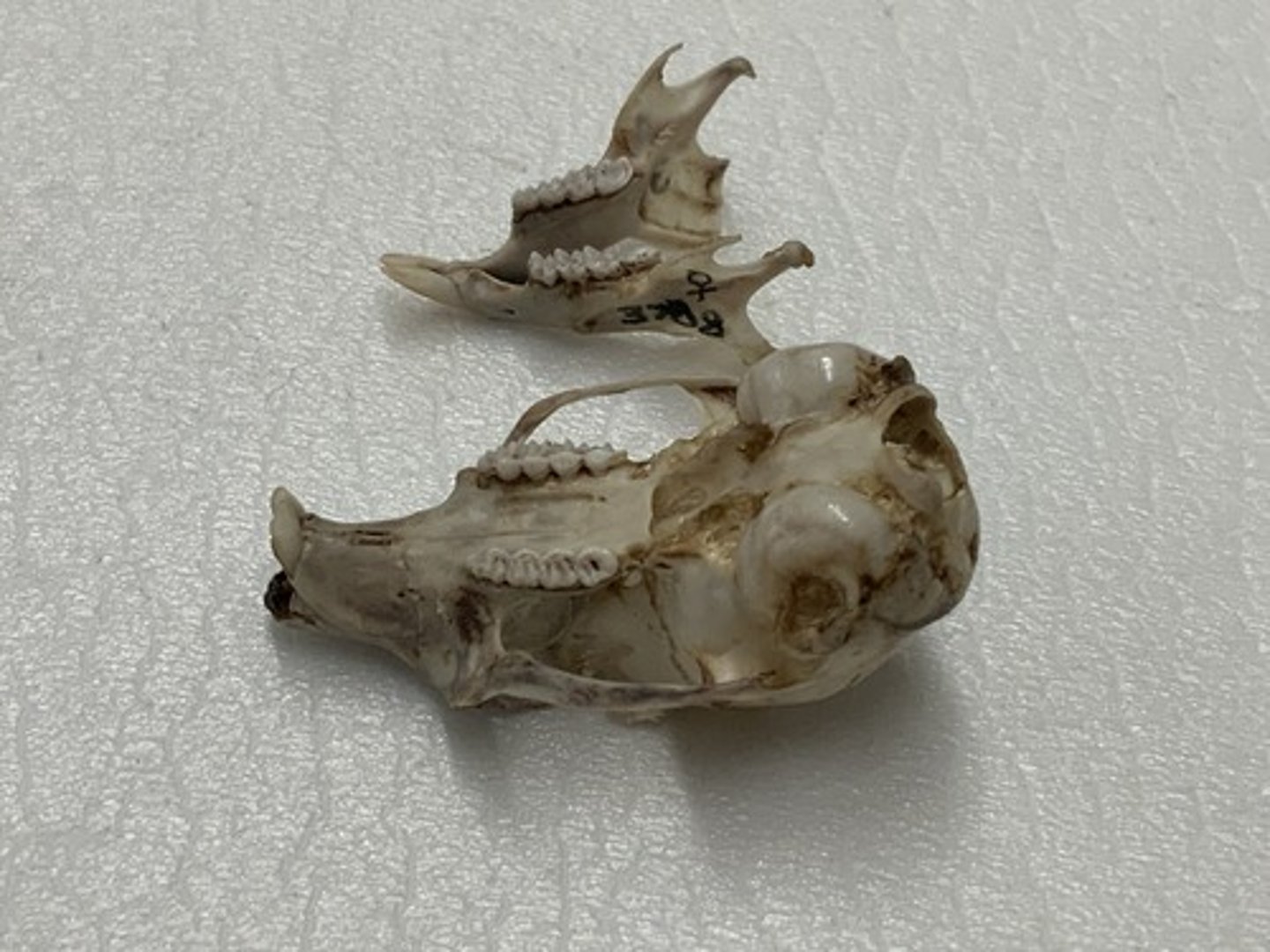 <p>Genus, species</p><p>-5 cheek teeth (peg)</p><p>-thin, lateral zygomatic arch</p>