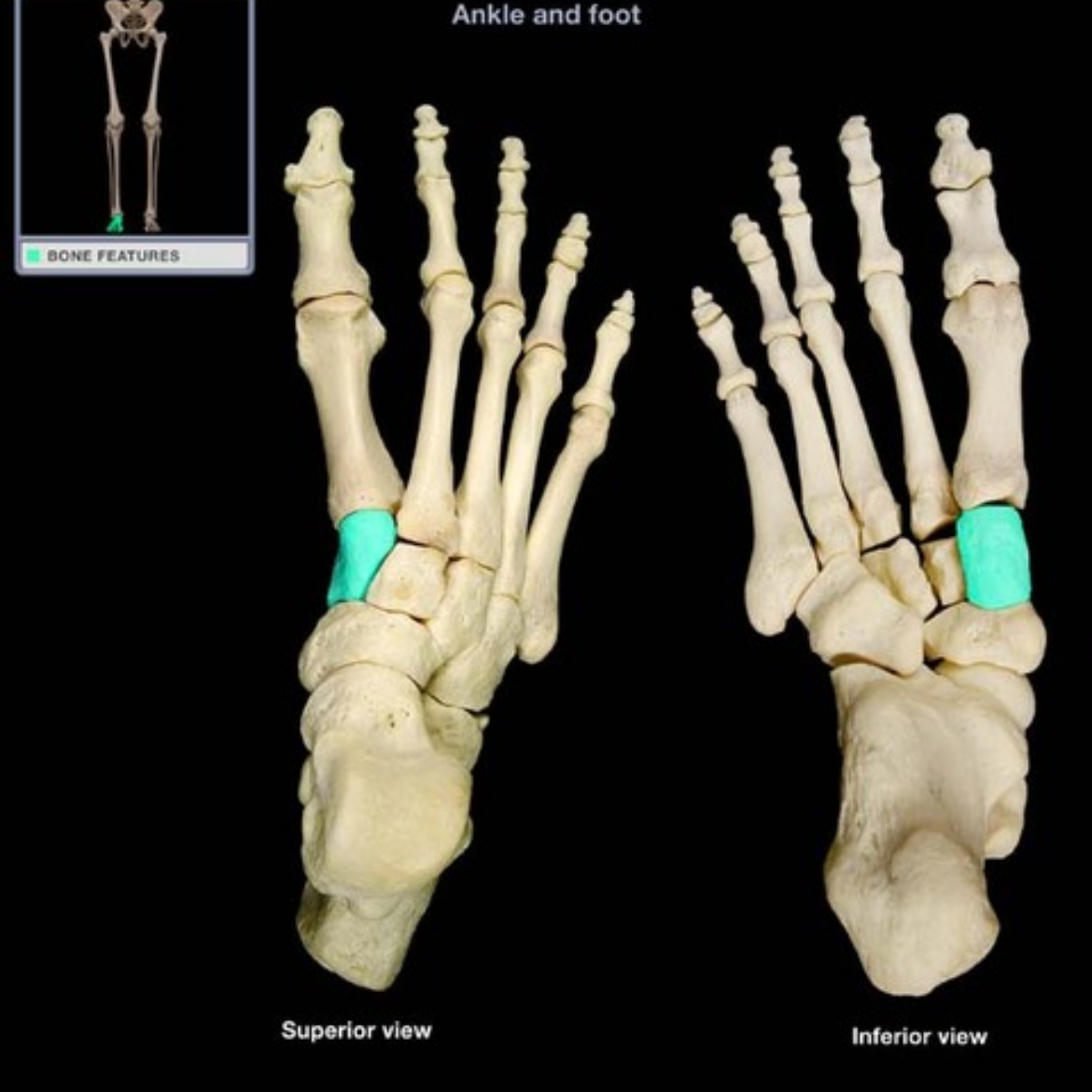 <p>What muscle inserts into medial cuneiform and 1st metatarsal bone </p>