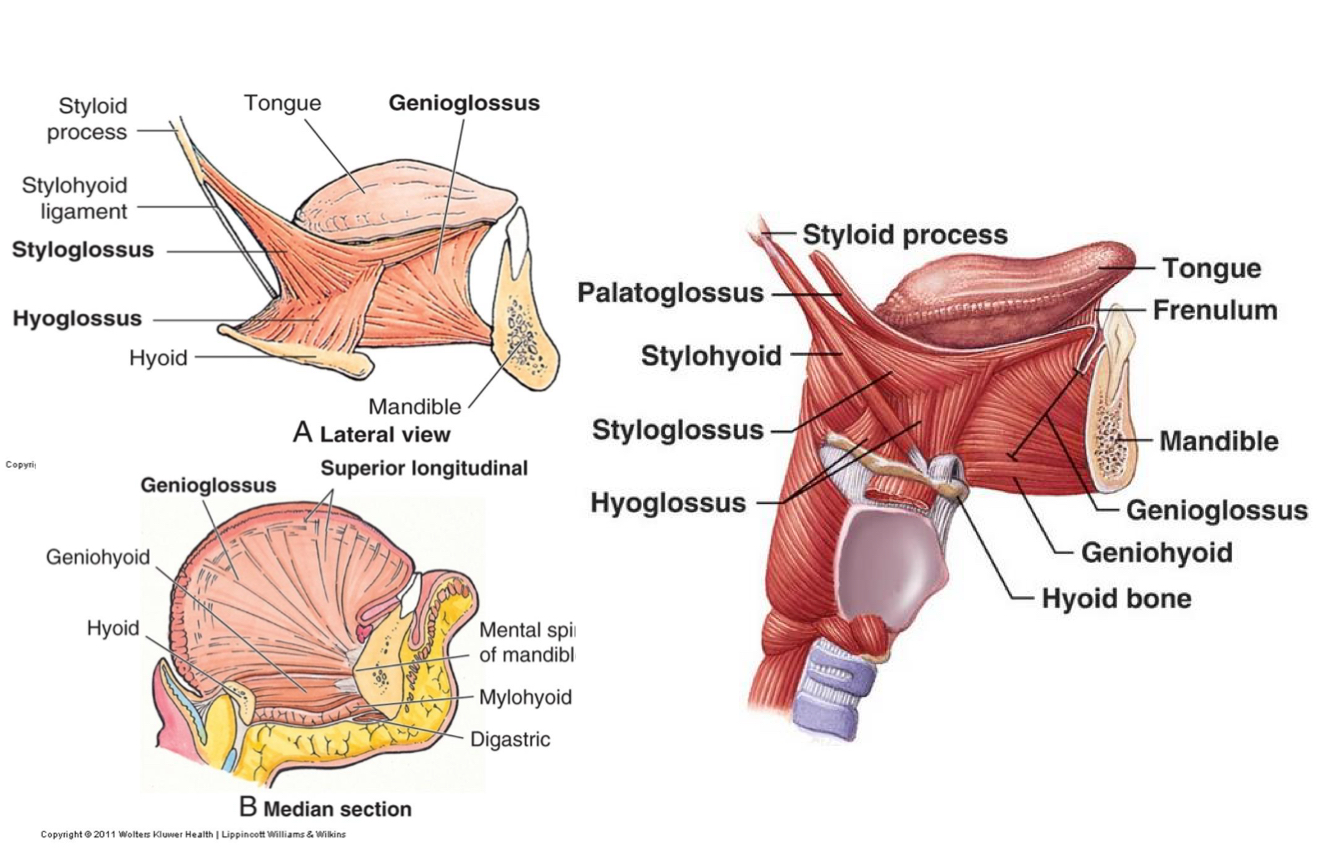 <p>Genioglossus - Depresses tongue, especially the center Protrudes tongue</p><p>Hyoglossus - Depresses tongue and retracts tongue</p><p>Styloglossus - Retracts the tongue and elevates the tongue</p><p>Palatoglossus - elevates posterior part of tongue and depresses the soft palate</p>