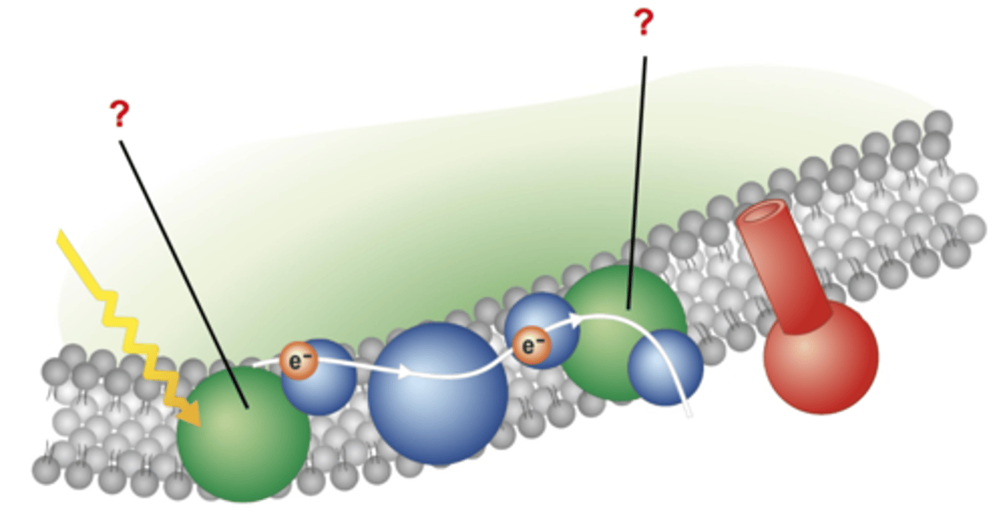 <p>Consists of proteins that contain pigments found in the thylakoid membrane that capture and trap light energy</p>
