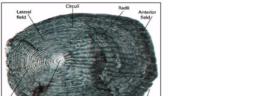 <p>dermal scales with no enamel layer</p><p>circular</p><p>thin bony dermal plate replaces ganoine </p><p>lack ctenii, instead contaning breeding tubercules and contact organs </p><p>anterior portion depressed in dermis due to unequal pulling of muscles of fishes </p><p>covered by the posterior margin of preceeding scale </p><p>Layers: </p><p>→ surface bony layer containing claclium phosphate and calcium carbonate </p><p>→ Fibrillary plate: Collagen</p><p></p>