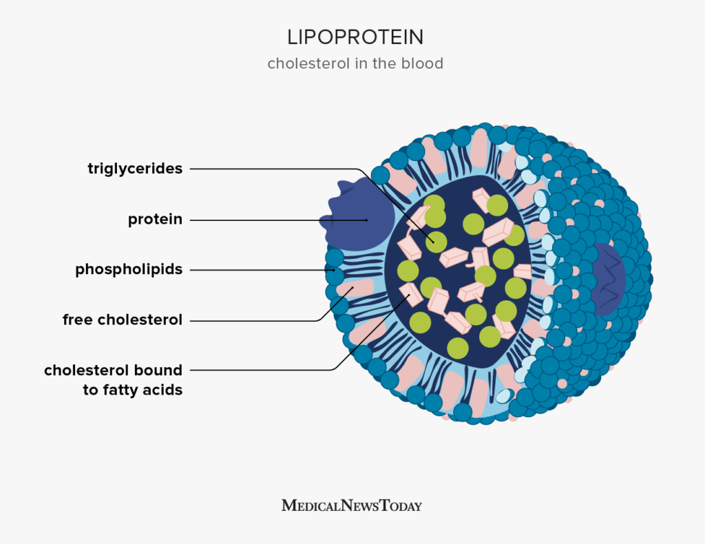 <p>A type of conjugated protein where a protein molecules is combined with a lipid</p><ul><li><p>Ex: VLDL, cell membranes</p></li></ul><p></p>
