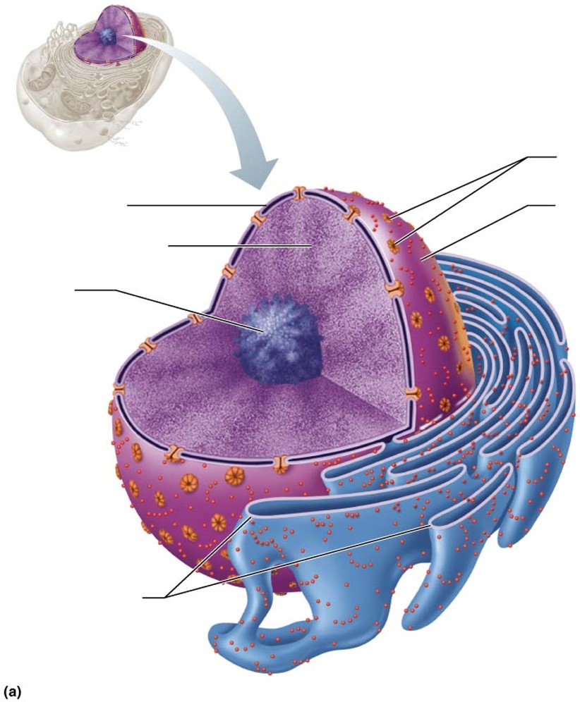 What is the function of this organelle?