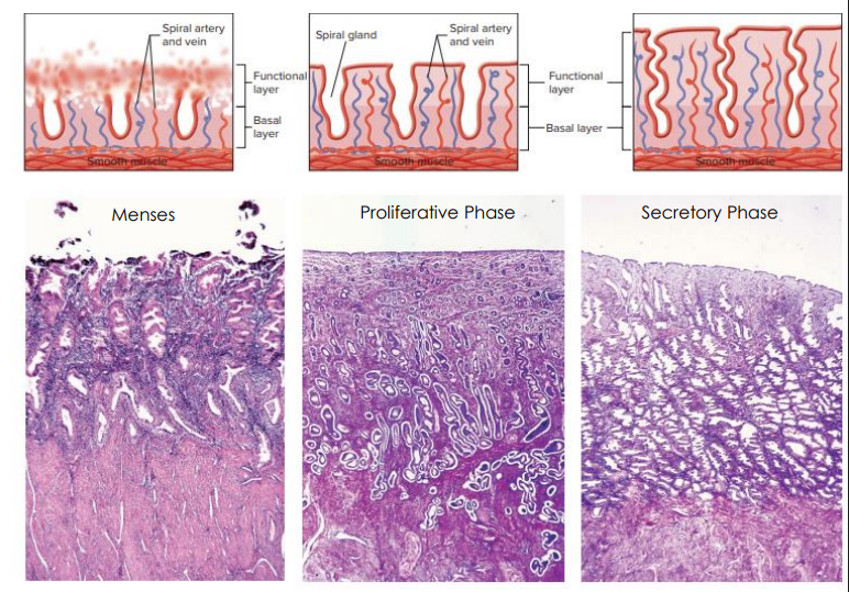 <p>MENSES:</p><p>- Day 1-5</p><p>- Stratum functionalis sloughed off</p><p>- Menstrual Fluid = stratum functionalis + blood</p><p>PROLIFERATIVE PHASE:</p><p>- Day 6-14</p><p>- responds to oestrogen (from ovary)</p><p>SECRETORY PHASE:</p><p>- Day 15-28</p><p>- responds to progesterone (from ovary)</p><p>Spiral Glands secrete glycogen-rich uterine milk (AKA uterine, endometrial or tubular glands)</p>