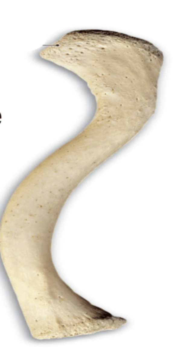 <p>clavicle</p>