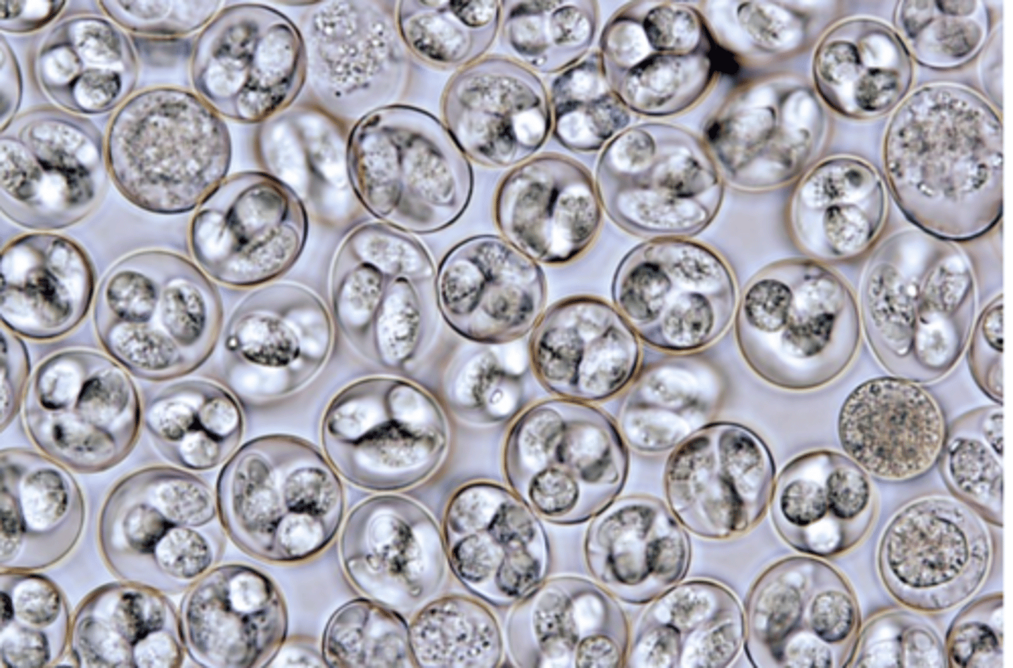 <p>Hosts become infected after ingestion of sporulated oocysts: infective stage</p>