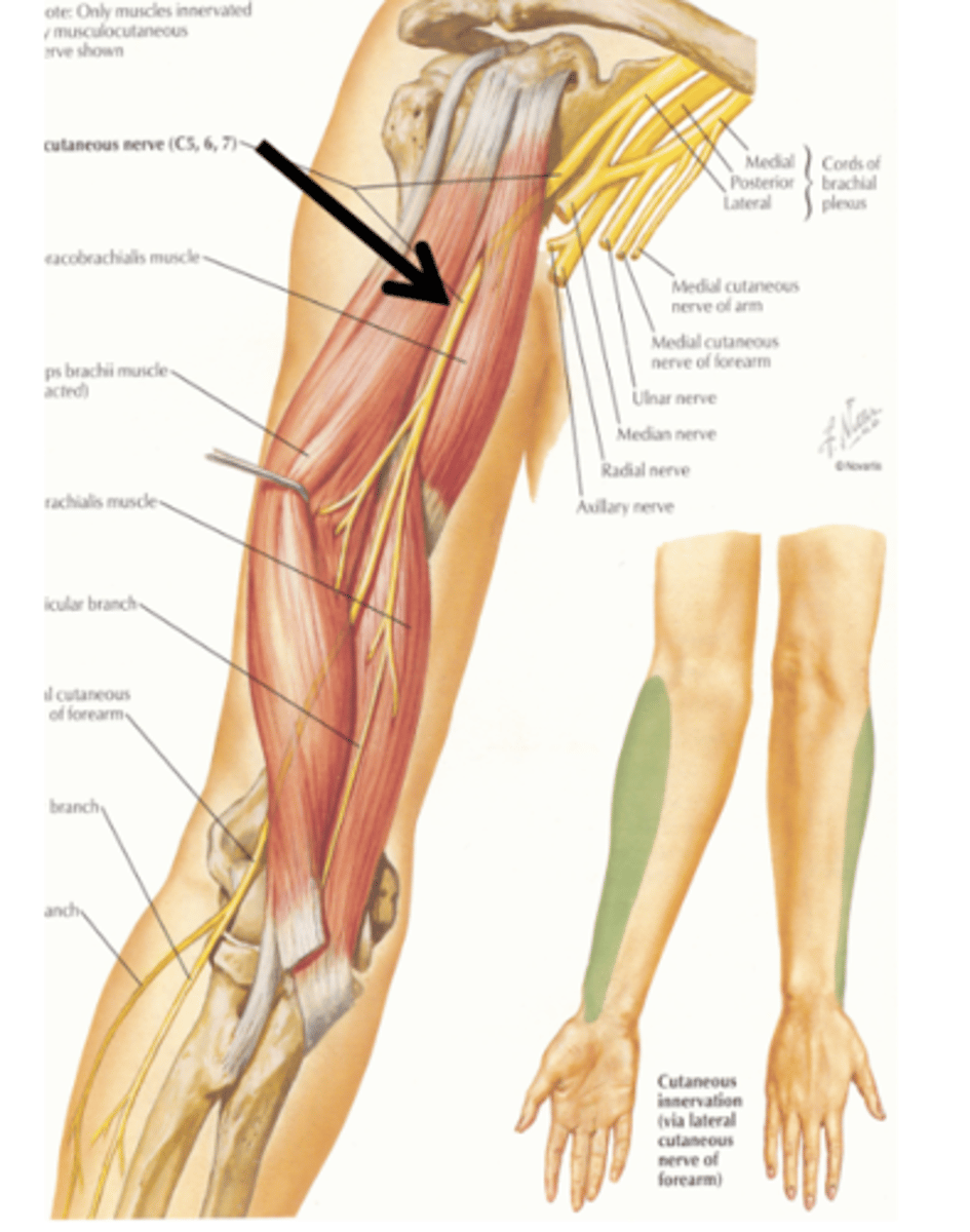 <p>coracobrachalis muscle</p>