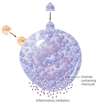 <p>Mast cells are prominent in the <strong>skin</strong>, around <strong>blood vessels</strong> &amp; in the <strong>gut</strong>; basophils are similar but found in the <strong>blood</strong>. Both contribute to acute inflammation &amp; contain granules with <strong>histamine</strong> &amp; <strong>leukotrienes</strong> that ↑ vascular permeability. They express high-affinity receptors for <strong>IgE</strong>; degranulation is triggered by damage, IgE or complement (C3a/C5a), leading to reactions from <strong>wheal</strong> &amp; <strong>flare</strong> to anaphylactic shock.</p>