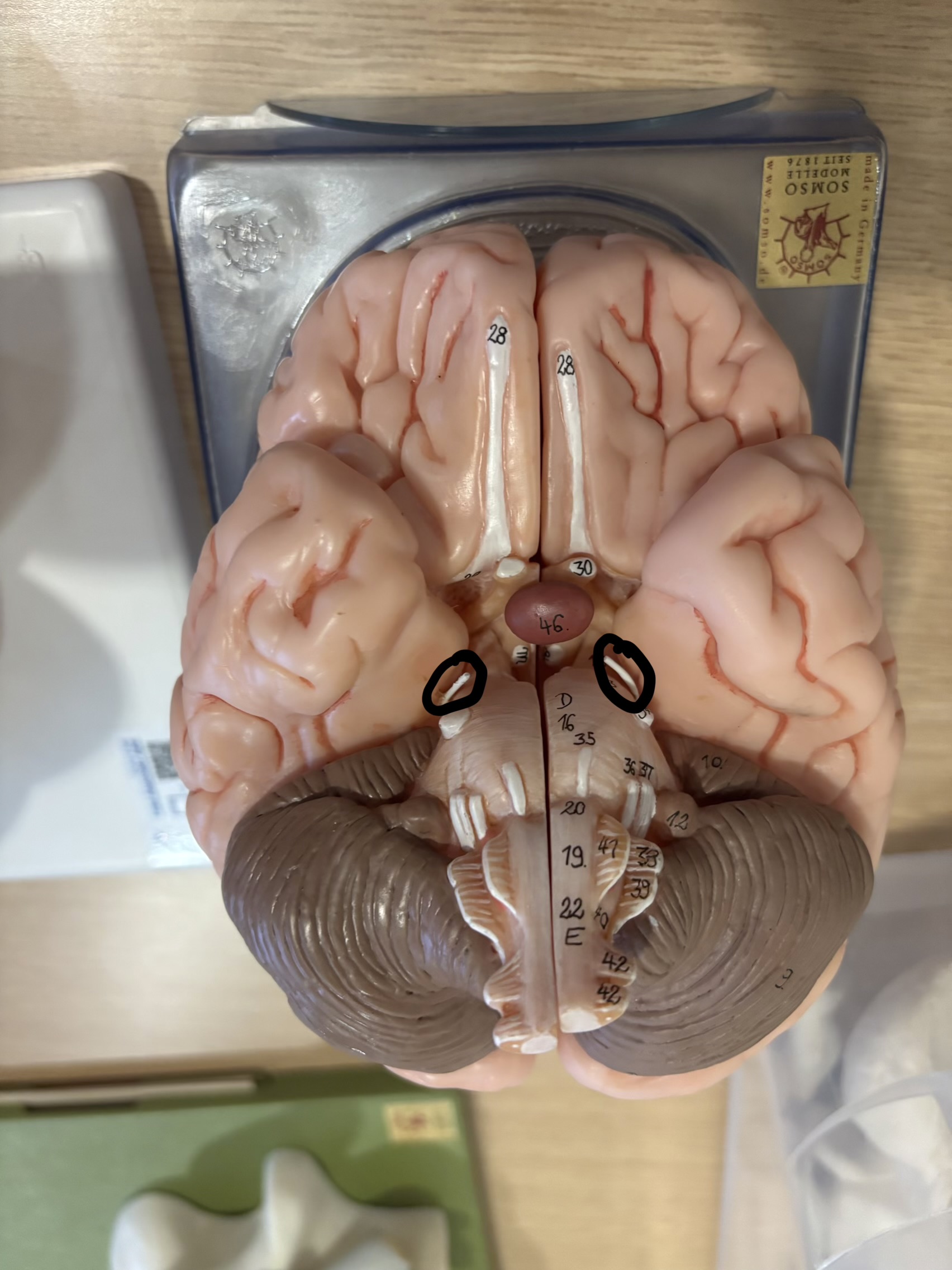 <p>What structure is this?</p>