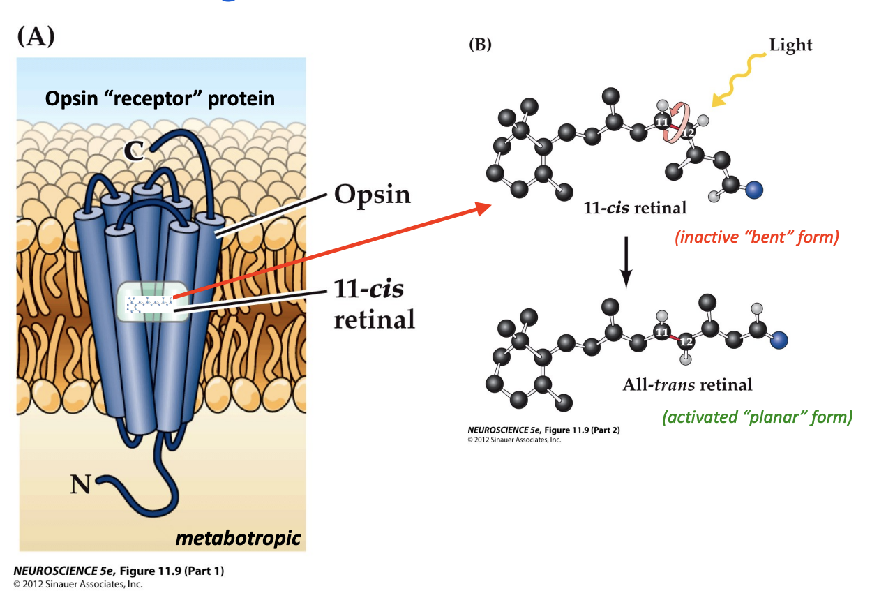 <p>Absorption of light causes a conformational change in the retinal molecule (vitamin A derivative) within the opsin protein, initiating an intracellular signaling cascade</p>