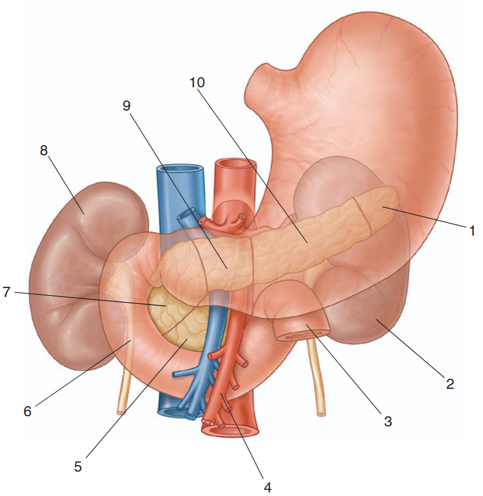 <p>identify the indicated structures</p>
