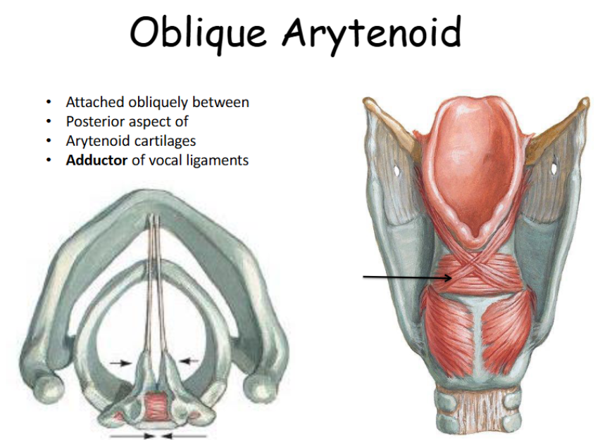 <p>Attached obliquely between posterior aspect of arytenoid cartilages; adductor of vocal ligaments. </p>