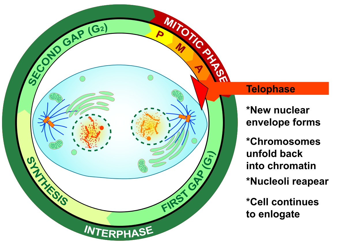 <p>Stage of mitosis that  the chromosomes are at the ends of the cells and new nuclei are forming</p>
