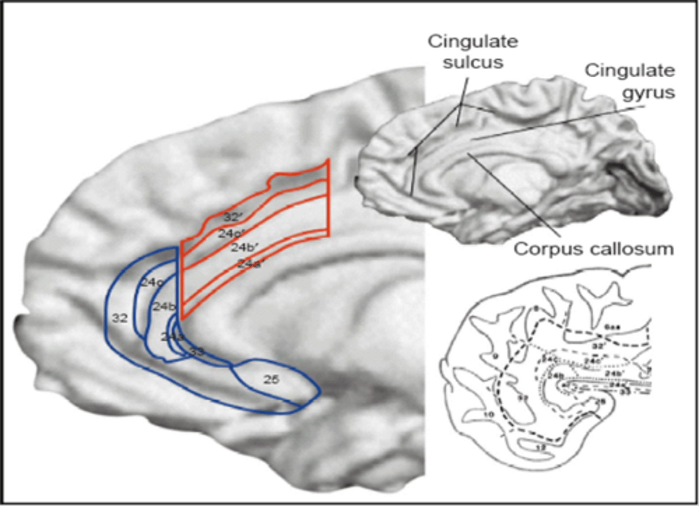 <p>Involved in attention to regulate cognitive + emotional processing. It has 2 separate divisions for cognitive (dorsal) and emotional (rostral) processing.</p><p></p><p>involved in a form of attention that serves to regulate both cognitive and emotional processing.</p><p>Like the mediator - acts as a junction between the emotional limbic system and the rational prefrontal cortex</p><ul><li><p>Regulates cognitive and emotional processing.</p></li><li><p>Subdivided into dorsal (cognitive) and rostral (emotional) sections.</p></li></ul><p></p>