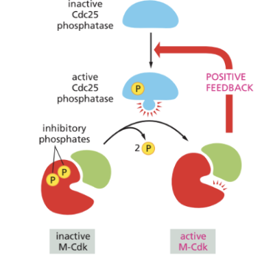 <p>→ Under G2-fas bildas mycket Cyklin B-CDC men förblir inaktivt på grund av inhibitorisk fosforylering av <strong>Wee1</strong>.</p><p>→ Aktivering av Cdc25 defosforylerar komplexen vilket gör dem aktiva, det blir även positiv feedback loop → fler <strong>Cdc25</strong></p><p>→ Cdc25 inaktiverar Wee1 och cellen går in i M-fas.</p>