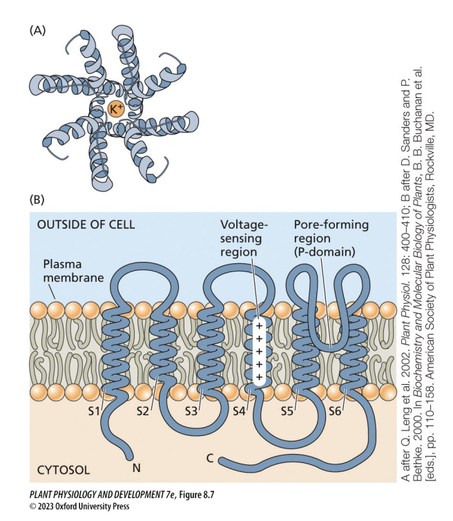 <p>charged amino acids within the transmembrane spans sense changes in voltage of the membrane</p><p>channels change conformation in response to voltage changes</p>